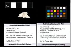 Foto (Objekt + Etiketten) von Discutiolira moesica (Muţiu & Bădăluţă, 1971) 